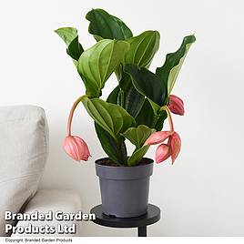 Medinilla magnifica Flamenco