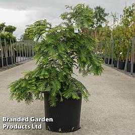 Metasequoia glyptostroboides Chubby