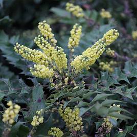 Mahonia japonica Hivernant