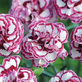 Dianthus Grans Favourite