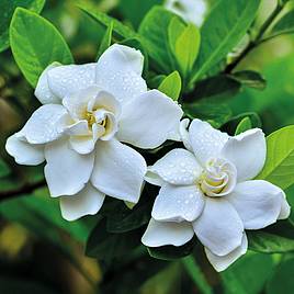 Gardenia Crown Jewels