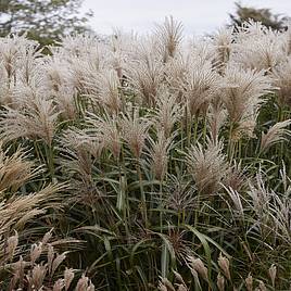 Miscanthus sinensis Cute One