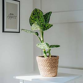 Dieffenbachia Reflector