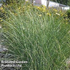 Miscanthus sinensis Gracillimus