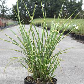 Miscanthus sinensis Strictus