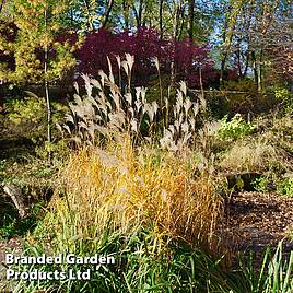 Miscanthus sinensis Graziella