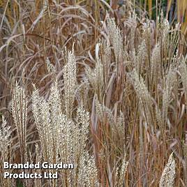 Miscanthus Kleine Fontane