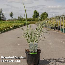 Miscanthus sinensis Variegatus