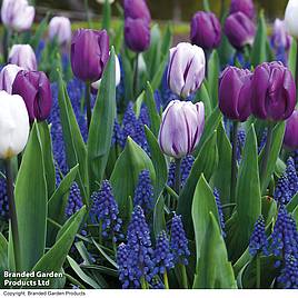 Tulip and Muscari Purple Rain Mix