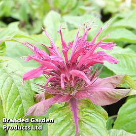 Monarda Mahogany