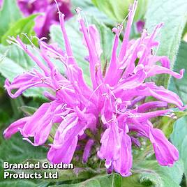 Monarda didyma Balmy Lilac