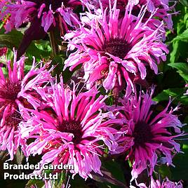 Monarda didyma Balmy Pink