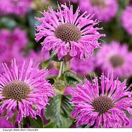 Monarda Elegant Magenta