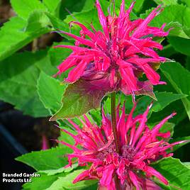 Monarda Pink Supreme