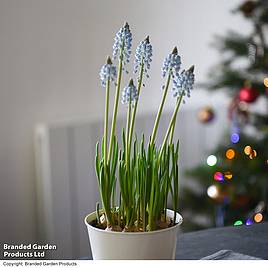 Muscari Early Bird - Gift