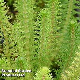 Myriophyllum crispatum (Oxygenating Aquatic)