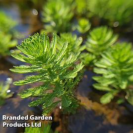 Myriophyllum spicatum (Oxygenating Aquatic)