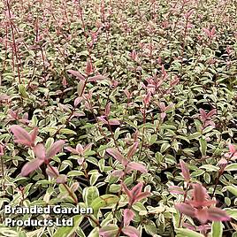 Myrtus ugni Flambeau