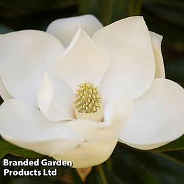 Magnolia grandiflora Alta