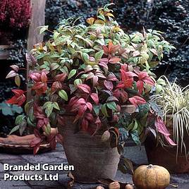 Nandina domestica Fire Power