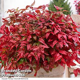 Nandina domestica Blush Pink