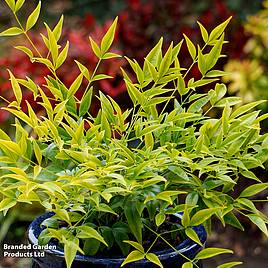 Nandina domestica Brightlight