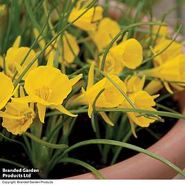 Narcissus bulbocodium Golden Bells