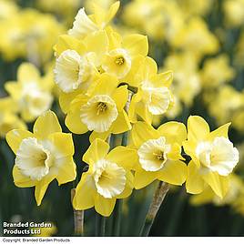 Narcissus Pipit