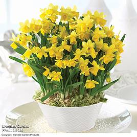 Narcissus Tete-a-Tete