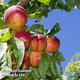 Nectarine Lord Napier