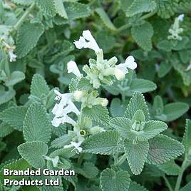 Nepeta x faassenii Alba