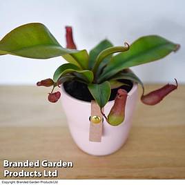 Nepenthes hybrider Blood Red