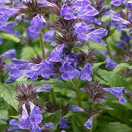 Nepeta Neptune