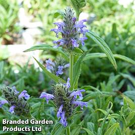 Nepeta nervosa