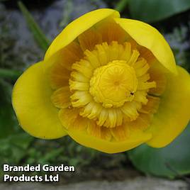 Nuphar lutea (Deep Water Aquatic)