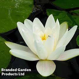 Nymphaea Albatross (Deep Water Aquatic)