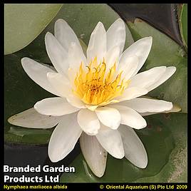 Nymphaea Marliacea Albida (Deep Water Aquatic)