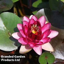 Nymphaea Almost Black (Deep Water Aquatic)