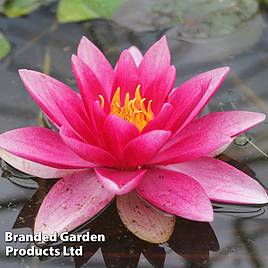 Nymphaea Attraction (Deep Water Aquatic)