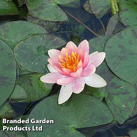 Nymphaea Aurora (Deep Water Aquatic)