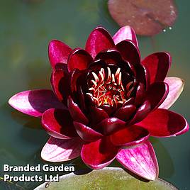 Nymphaea Black Princess