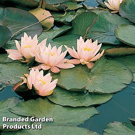 Nymphaea Marliacea Carnea (Deep Water Aquatic)