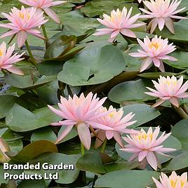 Nymphaea Colorado (Deep Water Aquatic)