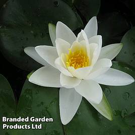 Nymphaea Gladstoniana (Deep Water Aquatic)