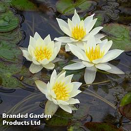 Nymphaea Pygmaea Helvola (Deep Water Aquatic)