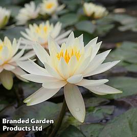 Nymphaea Inner Light (Deep Water Aquatic)