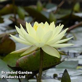 Nymphaea Joey Tomocik (Deep Water Aquatic)