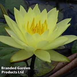 Nymphaea Lemon Mist (Deep Water Aquatic)