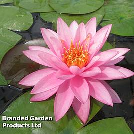 Nymphaea Mayla (Deep Water Aquatic)