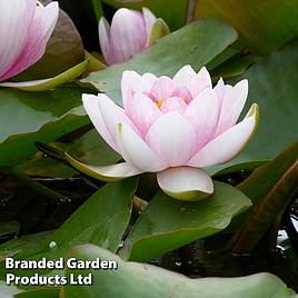 Nymphaea Mrs Richmond (Deep Water Aquatic)